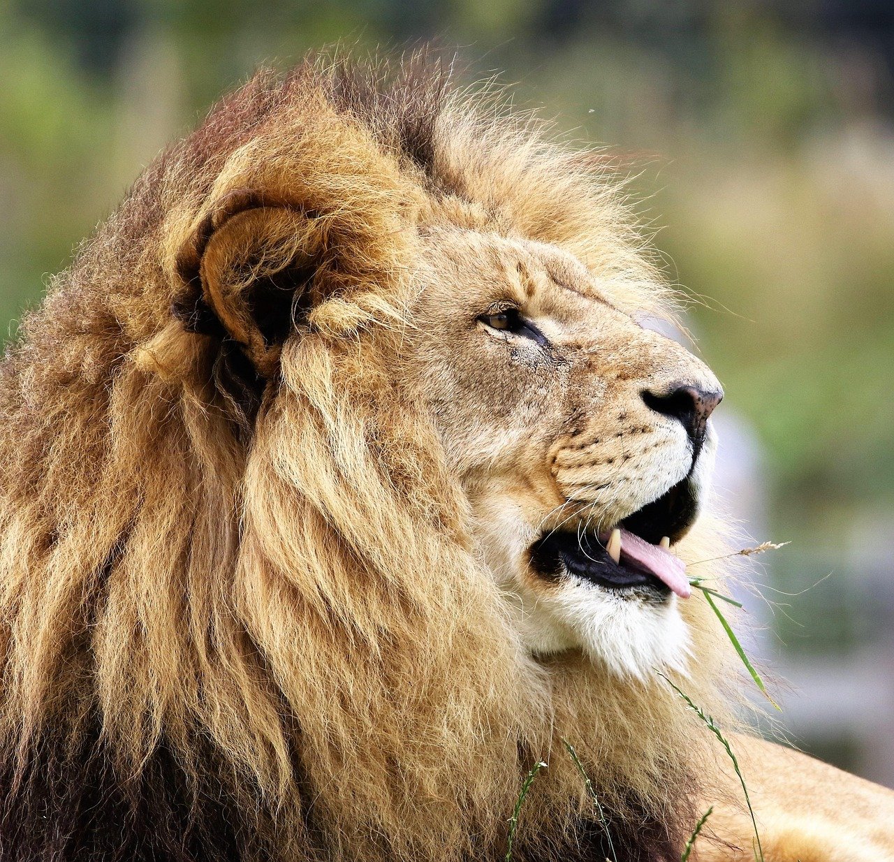 lion, animal, wildlife, mammal, big cat, wild animal, carnivore, predator, hunter, feline, nature, wild, portrait